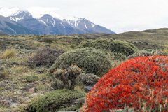 NP Torres del Paine 16
