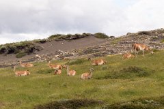 NP Torres del Paine 19