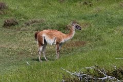 NP Torres del Paine 20