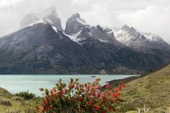 NP Torres del Paine 30