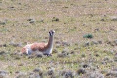 NP Torres del Paine 5