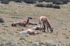 NP Torres del Paine 6