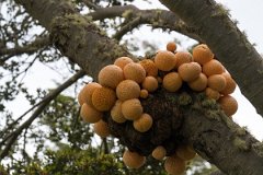 Estancia Harberton 19