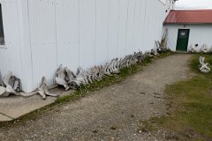 Whale museum 2