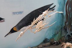 Whale museum 3