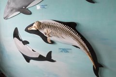 Whale museum 4