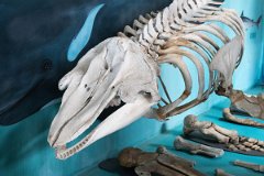 Whale museum 5