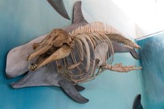 Whale museum 7