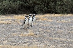 3a - Puerto Madryn - Pinguins
