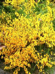 Mirador Cerro Capilla 6