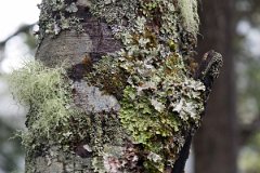 Brazo de la Tristeza 11