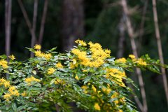 Brazo de la Tristeza 12