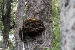 Brazo de la Tristeza 13