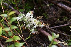 Brazo de la Tristeza 19