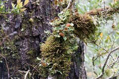 Brazo de la Tristeza 20