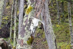 Lago Del Desierto 16