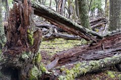 Lago Del Desierto 17