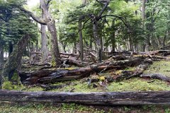 Lago Del Desierto 19