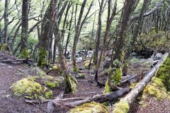 Lago Del Desierto 28